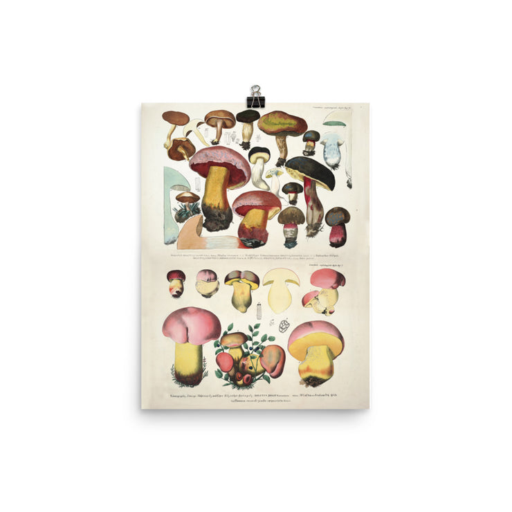 Mushroom Science Illustration - Vintage Japan Poster Botanical Print, Mushroom Print Mushroom Poster Larousse Poster Gift Idea  Love Your Mom  12″×16″  