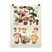 Mushroom Science Illustration - Vintage Japan Poster Botanical Print, Mushroom Print Mushroom Poster Larousse Poster Gift Idea  Love Your Mom  18″×24″  