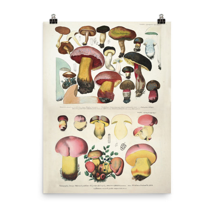 Mushroom Science Illustration - Vintage Japan Poster Botanical Print, Mushroom Print Mushroom Poster Larousse Poster Gift Idea  Love Your Mom 18″×24″  