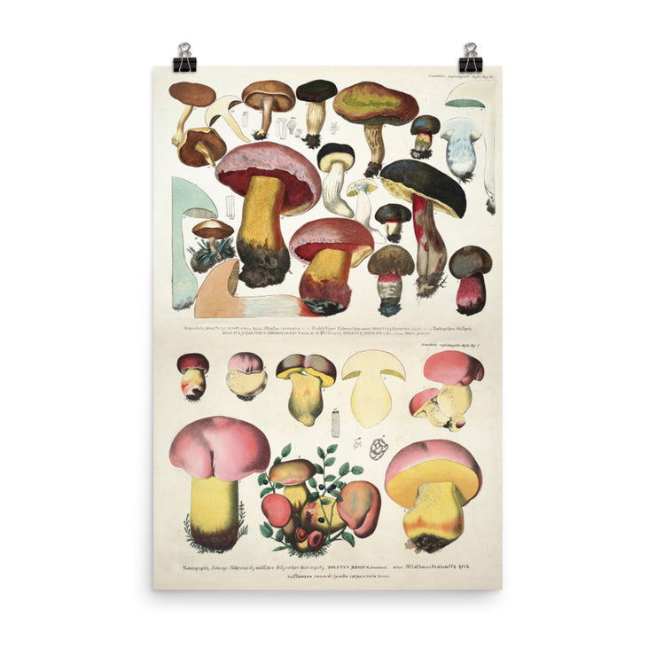Mushroom Science Illustration - Vintage Japan Poster Botanical Print, Mushroom Print Mushroom Poster Larousse Poster Gift Idea  Love Your Mom  24″×36″  